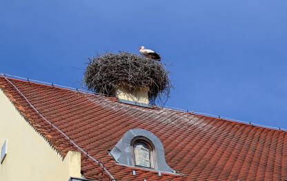 Roda u gnijezdu savijenom na krovu kuće.