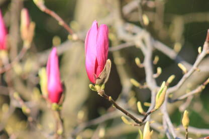 Proljeće u gradu. Rumeni cvjetovi, krupni plan.