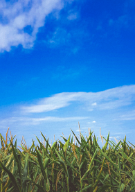 Fotografija kukuruza pod vedrim nebom u retro stilu.