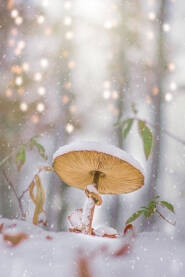 Šumska gljiva pod snijegom,gljiva otrovna vrsta.