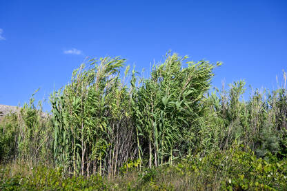 Trska raste u močvari. Dugi zeleni listovi trske u u blizini vode. Arundo donax.