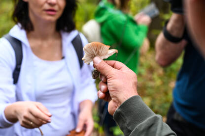 Stručnjak za gljive predstavlja i objašnjava gljive iz prirode. Berači gljiva.