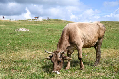 Krava pase travu u planini. Domaća krava na livadi