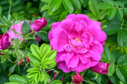 Ruža cvjeta u parku. Cvijeće u vrtu.