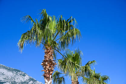 Palmino drvo. Listovi palme sa plavim nebom u pozadini.