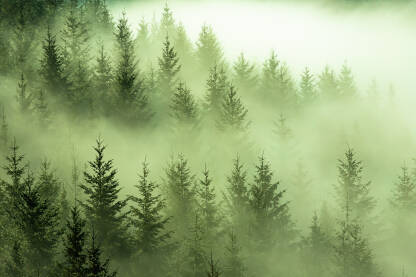 Vrhovi stabala i brda u magli koja se podiže.