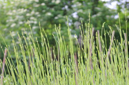 Lavandula, od lavare što znači kupati se. 
Mlada lavanda, nerascvjetala.