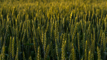 Polje pšenice kod Bihaća
