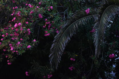 Listovi palme na tamnoj pozadini