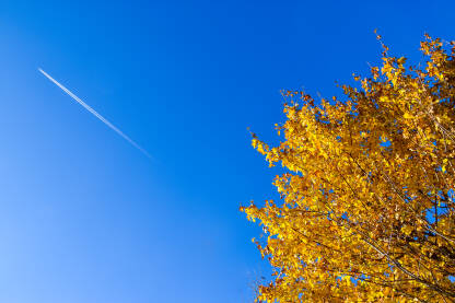 Avion prelijeće vedro, plavo nebo. Krošnja puna žutog uvelog lišća.