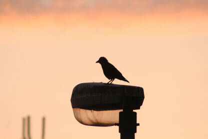 Vrana koja stoji na uličnoj svetiljci u sumrak, sa pozadinom toplih boja.