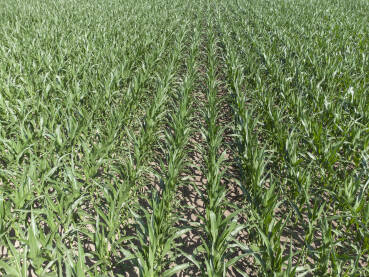 Polje kukuruza ljeti. Polje sa zasijanim organskim kukuruzom tokom sunčanog ljetnog dana. Zeleno polje kukuruza. Poljoprivreda.