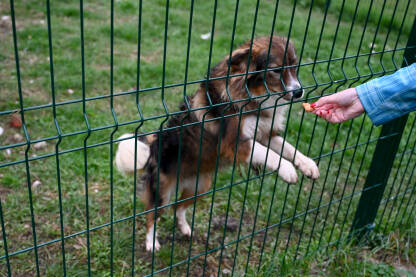 Djevojka hrani pse u azilu. Napušteni psi.