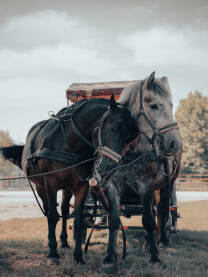 Dva konja koja se nalaze u parku, čekaju na svoju prvu mušteriju.