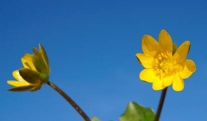 Dva žuta cvijeta, u pozadini kristalno plavo nebo