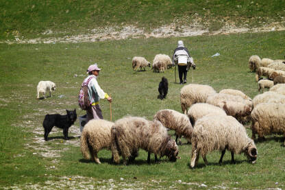 Pastiri Pastiri, ljudi i psi čuvaju stado ovaca na ispaši.