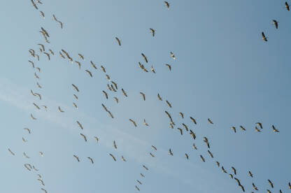 Jato ždralova u formaciji leta tokom seobe u jesen. Grupa ptica leti na jug. Obični ždral ili euroazijski ždral (Grus grus)