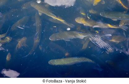Jato mladih riba pliva u zagađenoj vodi. Pastrmke plivaju u mutnoj, prljavoj vodi.