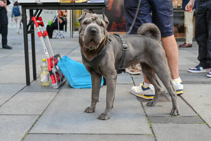 Shar Pei, vrsta psa. Kineski šar-pej na povodcu. Kućni ljubimac.