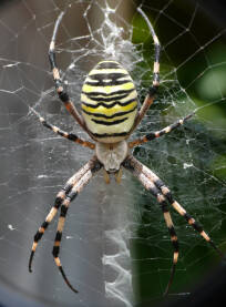 Pauk osa ili tigrasti pauk (lat Argiope bruennichi ). Ženka je veličine 14-17 mm, ima žute, crne i bijele pruge po tijelu i nogama. Također ima srebrne dlake koje joj prekrivaju cefalotoraks .