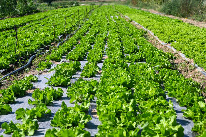 Zelena salata spremna za berbu. Listovi zelene salate koja raste u polju. Listovi svježe organske salate, krupni plan. Organska proizvodnja hrane. Poljoprivreda.