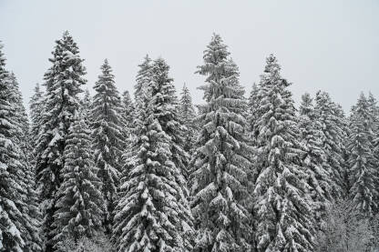 Snijegom prekriveno drveće i grane u planini. Šuma zimi.
