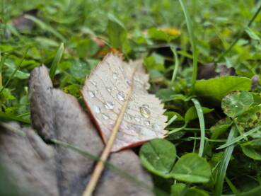 Mokro jesenje lišće na livadi