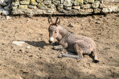 Slatki mladi magarac na farmi. Domaće životinje na selu. Magare.