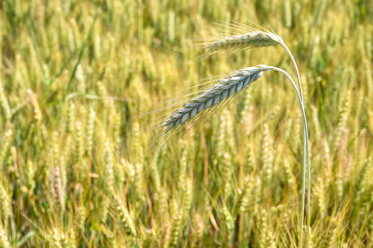 Raž raste na polju po sunčanom ljetnom danu. Klasje raži spremno za žetvu, krupni plan. Žitarice u polju.