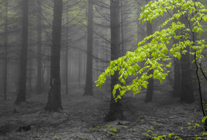 Gusta crnogorična šuma u magli i jedna zelena olistala grana bukve u prednjem planu.