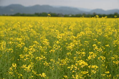 Žuto polje uljane repice u proljeće. Cvjetovi uljane repice. Poljoprivreda i proizvodnja hrane. Ruralna