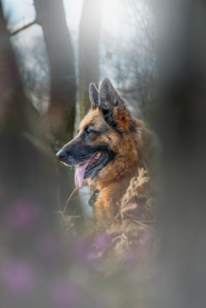 Prelijepi njemački ovčar u šumi pametan pas i dobar čuvar.