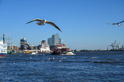 Panoramski pogled na grad Hamburg, Njemačka. Galebovi na reci Elbi.