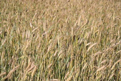 Zlatno žitno polje ljeti. Žuti klasovi pšenice spremni za žetvu. Žitarice.