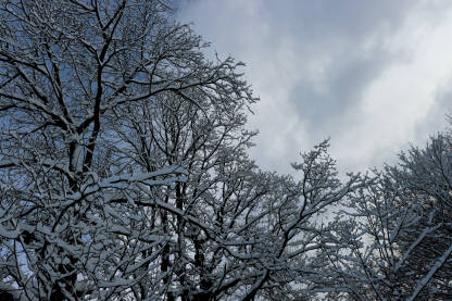Grane drveća prekrivene snijegom, sivo nebo iznad drveća