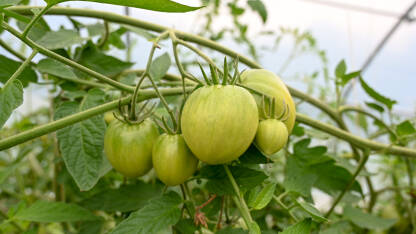 Zeleni paradajz raste u stakleniku. Nasadi mladih biljaka rajčice u plasteniku, krupni plan. Organsko povrće. Proizvodnja domaće i organske hrane. Poljoprivreda.