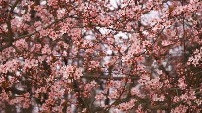 Grane rozog behara japanske trešnje