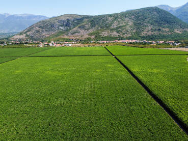 Vinograd, snimak dronom. Vinova loza raste u polju. Hercegovina.