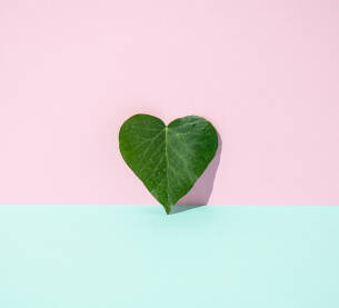Svježi list u obliku srca naslonjen na ružičasti zid.