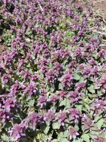 Crvena mrtva kopriva (Lamium purpureum, lat.) je jestiva, medonosna i ljekovita biljka. U narodnoj medicini koristi se za smirivanje unutrašnjih i vanjskih upala. Slična je koprivi, ali ne žari.