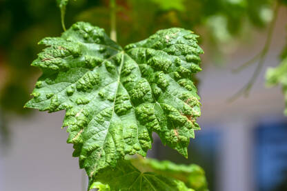 Zaraženi list vinove loze. Listovi zaraženi gljivičnom bolešću.
