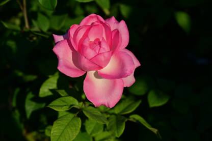 Ružičasta ruža u parku. Prekrasna crvena ruža cvjeta u proljeće. Krupni plan cvijeća na zalasku sunca. Simbol ljubavi.