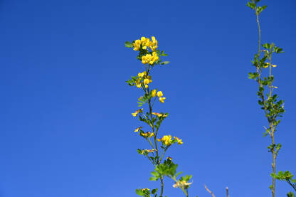 Žuto cvijeće cvjeta na stablu nasuprot plavog neba. Biljka Gluhovet ili  šibika žuta ili kozja paša.