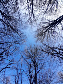 Krošnje drveća u šumi tokom zime, pogled prema nebu.