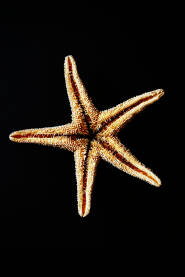 Morska zvijezda na crnoj podlozi