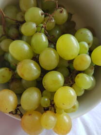 Zrna bijelog grožđa, grozdovi na peteljkama