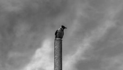 Vrana na betonskom stubu