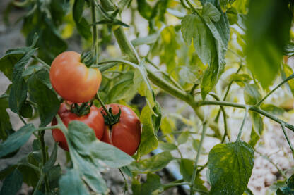 Plod paradajza u vrtu