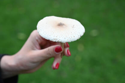 Djevojka u ruci drži gljivu. Gljive.