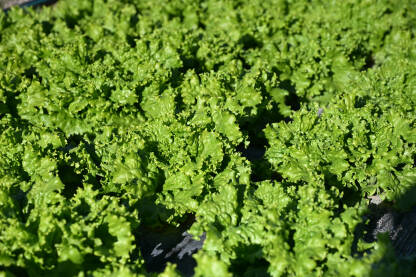 Usjevi zelene salate u polju. Salata raste u redovima na poljoprivrednom zemljištu. Redovi svježe zelene salate na poljoprivrednoj parceli.